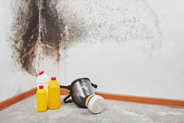 Best Commercial Mold Remediation in Weirton, WV