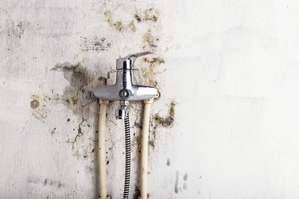 Best Mold Testing and Inspection Services in Weirton, WV