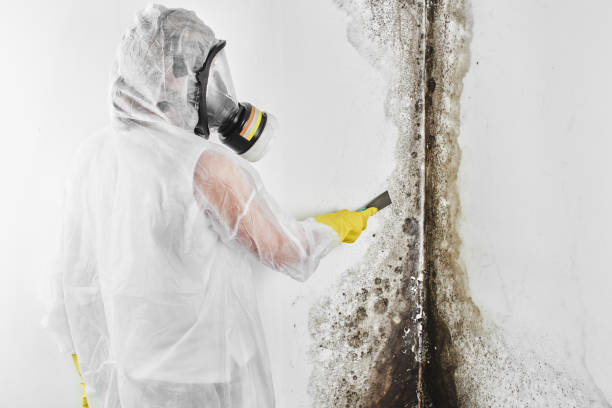 Best DIY Mold Remediation Support Services in Weirton, WV
