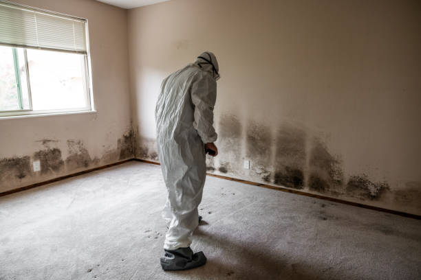 Professional Mold Remediation in Weirton, WV