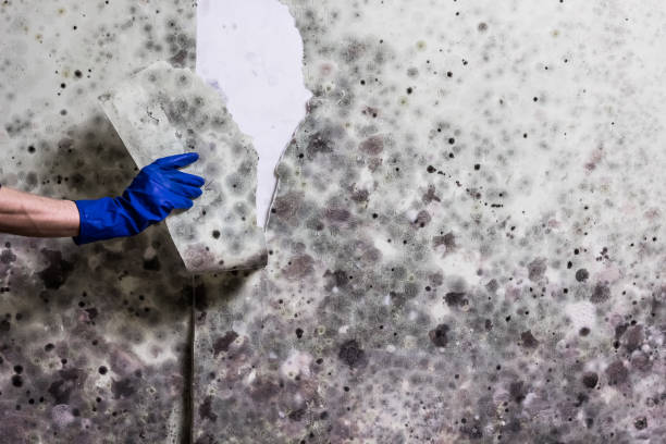 Best White Mold Remediation in Weirton, WV